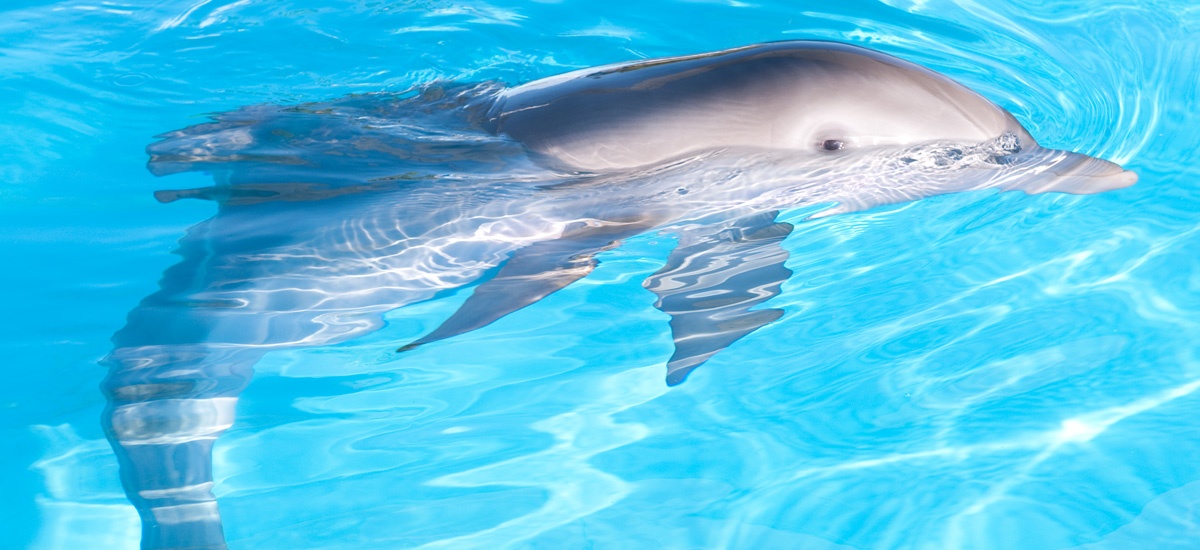 Amazing Dolphin Tale Pictures & Backgrounds