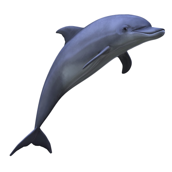 Dolphin Pics, Animal Collection