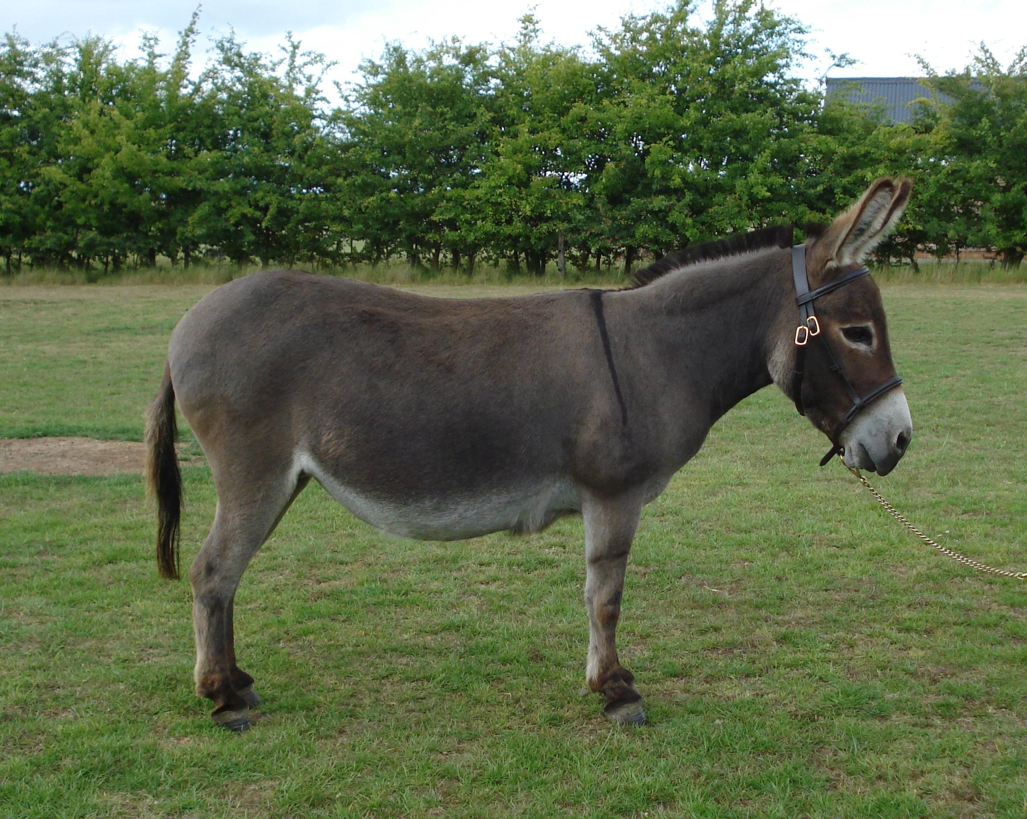 Donkey #8.
