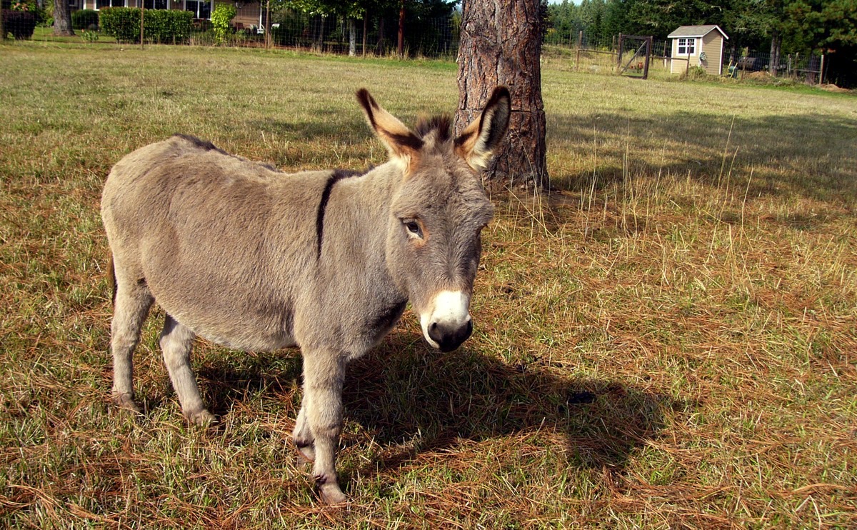 Donkey Backgrounds on Wallpapers Vista