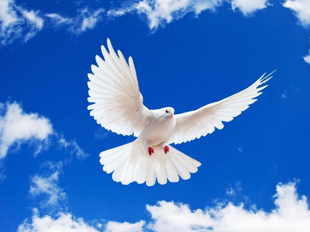 Dove Backgrounds on Wallpapers Vista