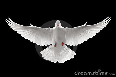 Amazing Dove Pictures & Backgrounds