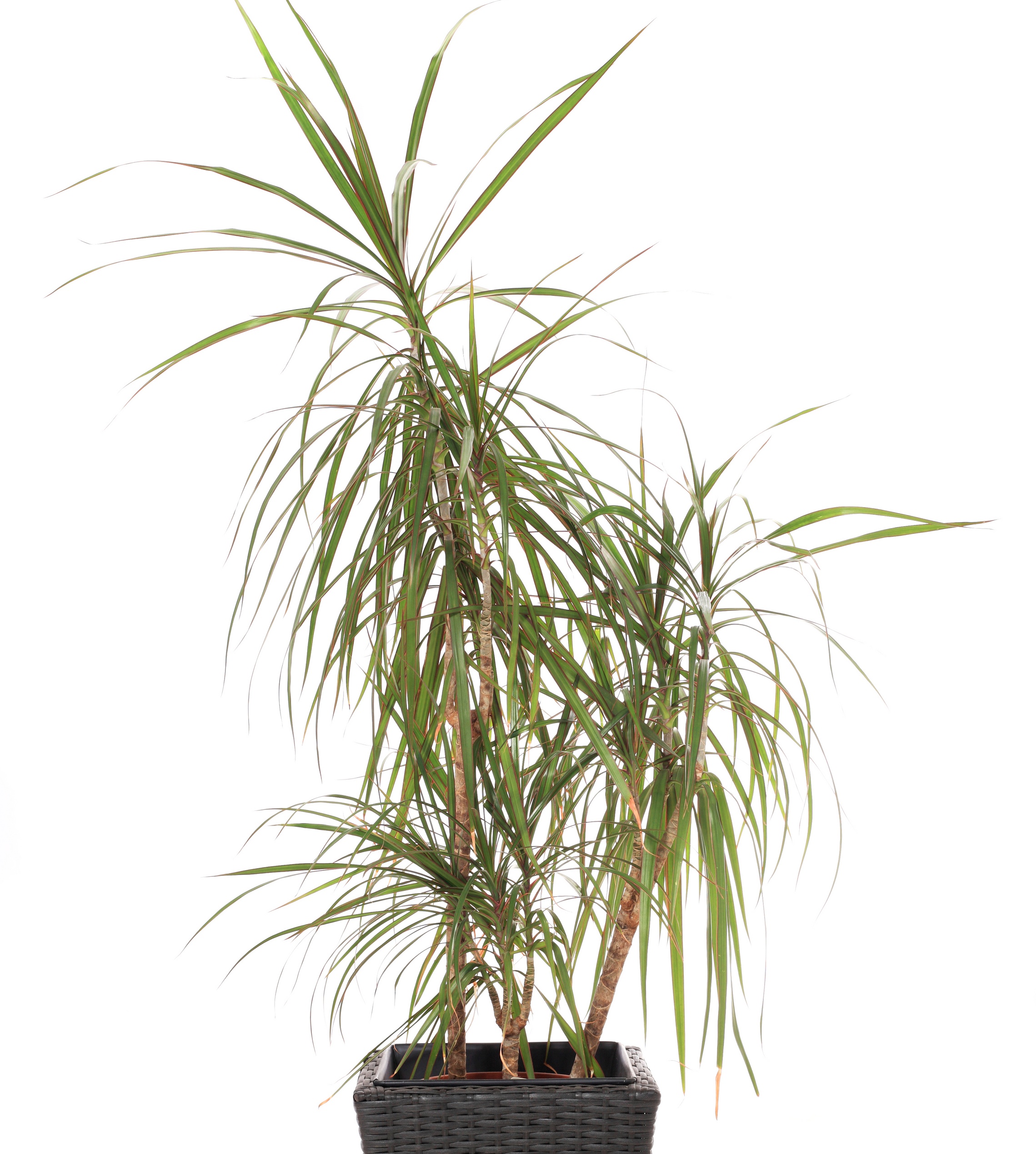 Dracaena High Quality Background on Wallpapers Vista