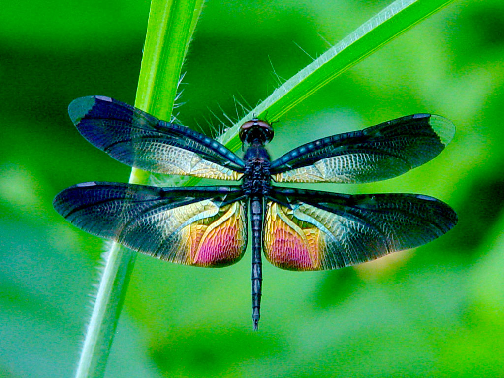Nice Images Collection: Dragonfly Desktop Wallpapers
