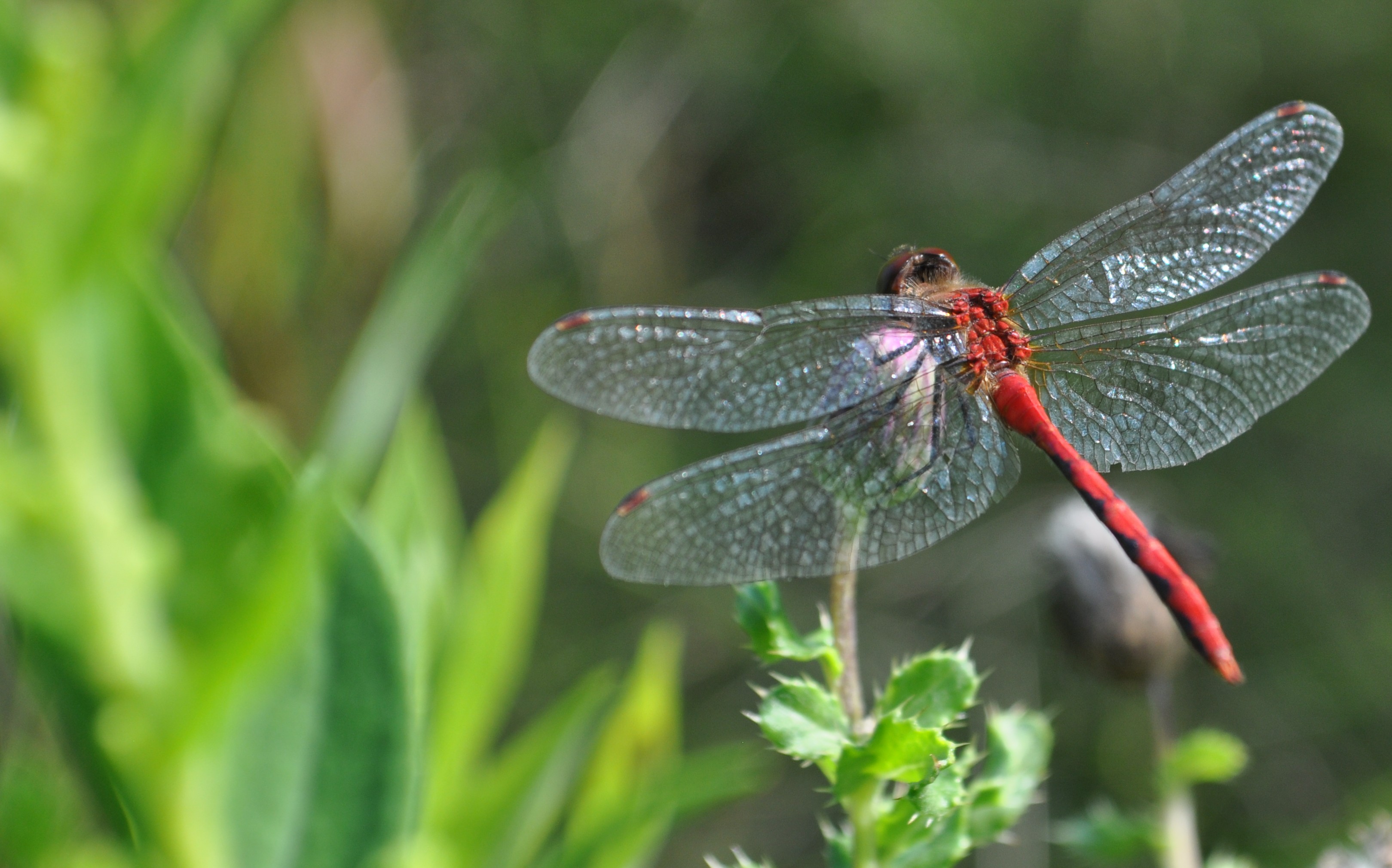 Nice Images Collection: Dragonfly Desktop Wallpapers