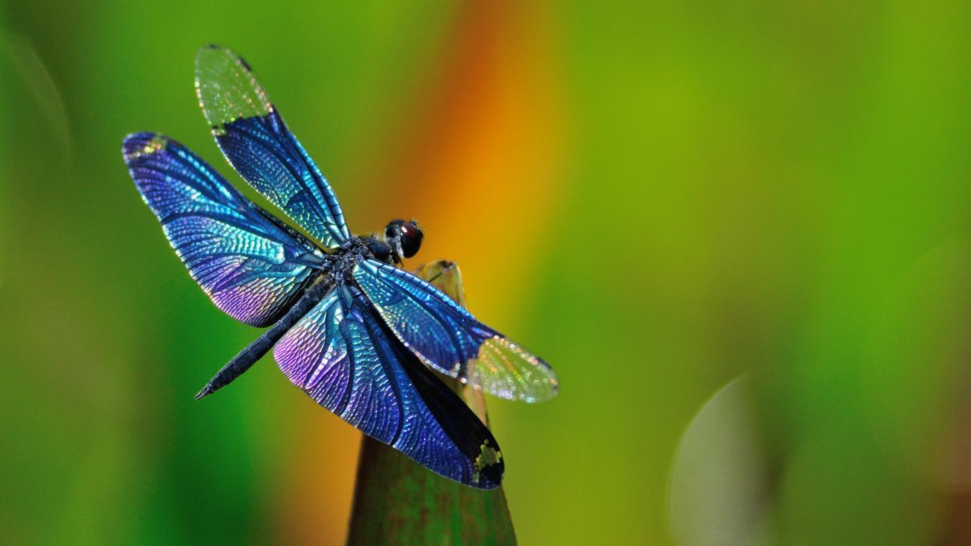 Dragonfly High Quality Background on Wallpapers Vista