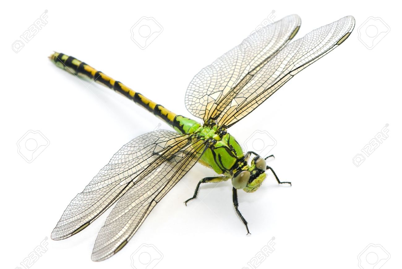 Dragonfly #8