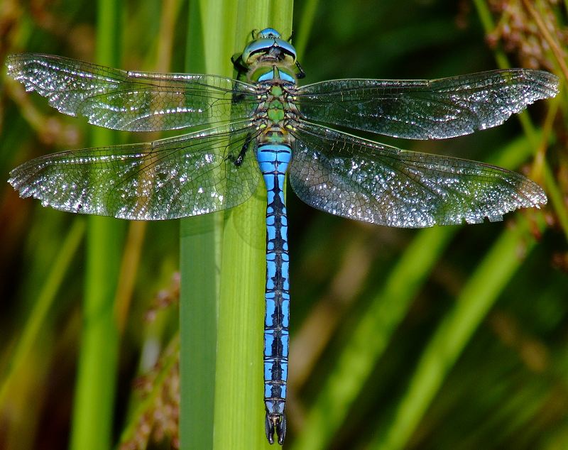 Nice wallpapers Dragonfly 800x634px