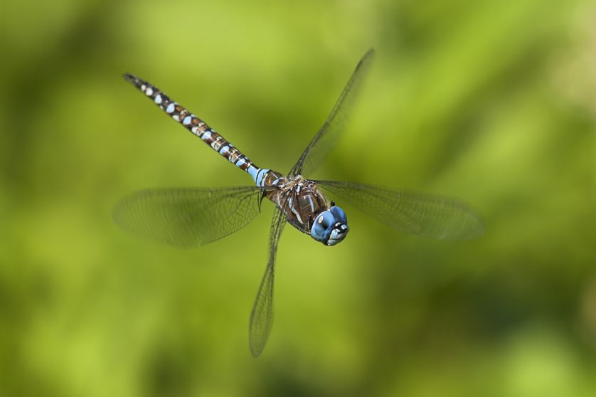 Dragonfly Backgrounds, Compatible - PC, Mobile, Gadgets| 838x558 px