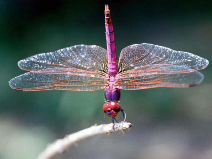 Dragonfly Backgrounds, Compatible - PC, Mobile, Gadgets| 720x540 px