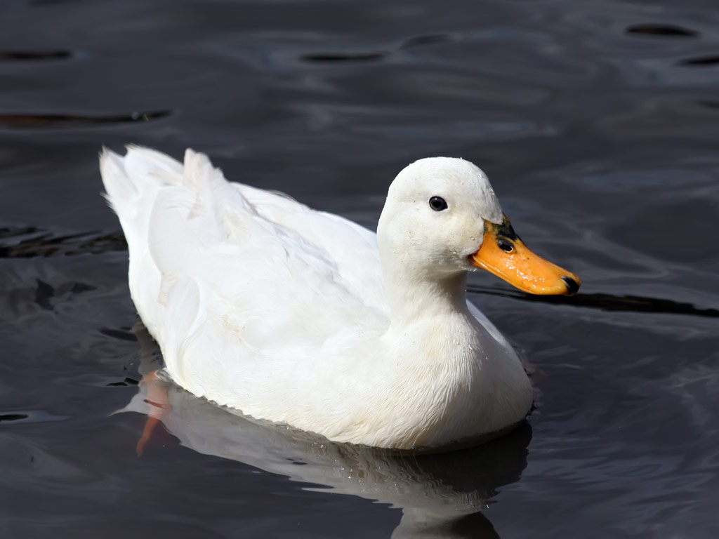Images of Duck | 1024x768