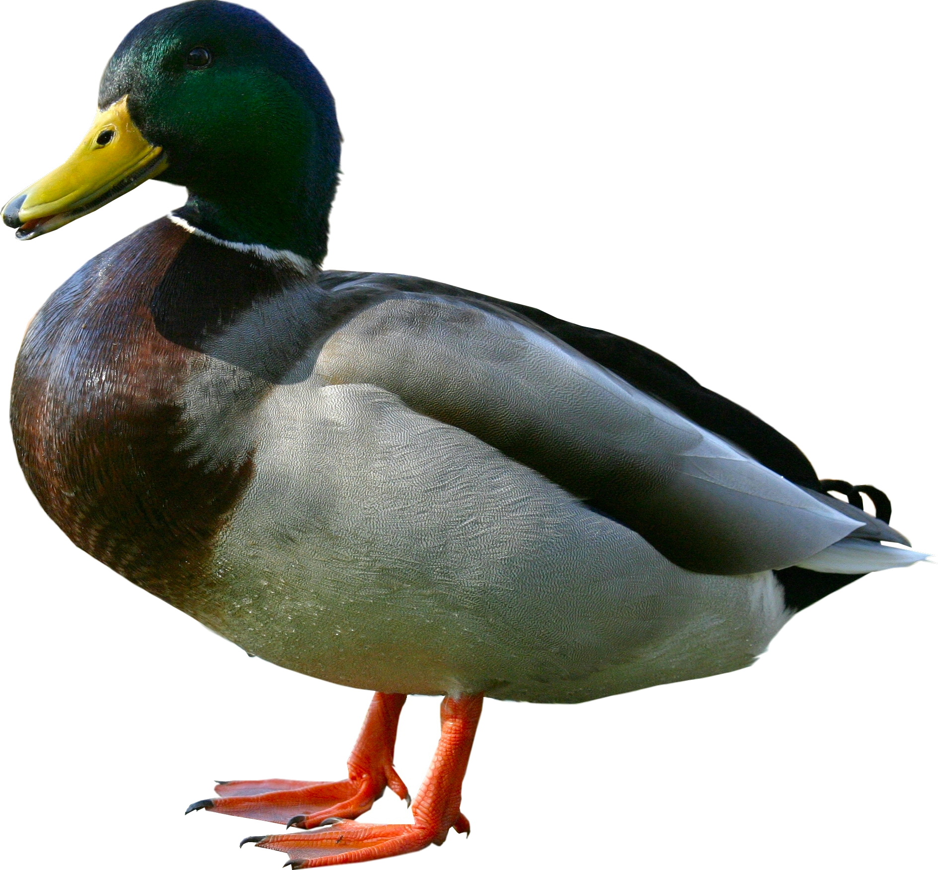 HD Quality Wallpaper | Collection: Animal, 1888x1750 Duck