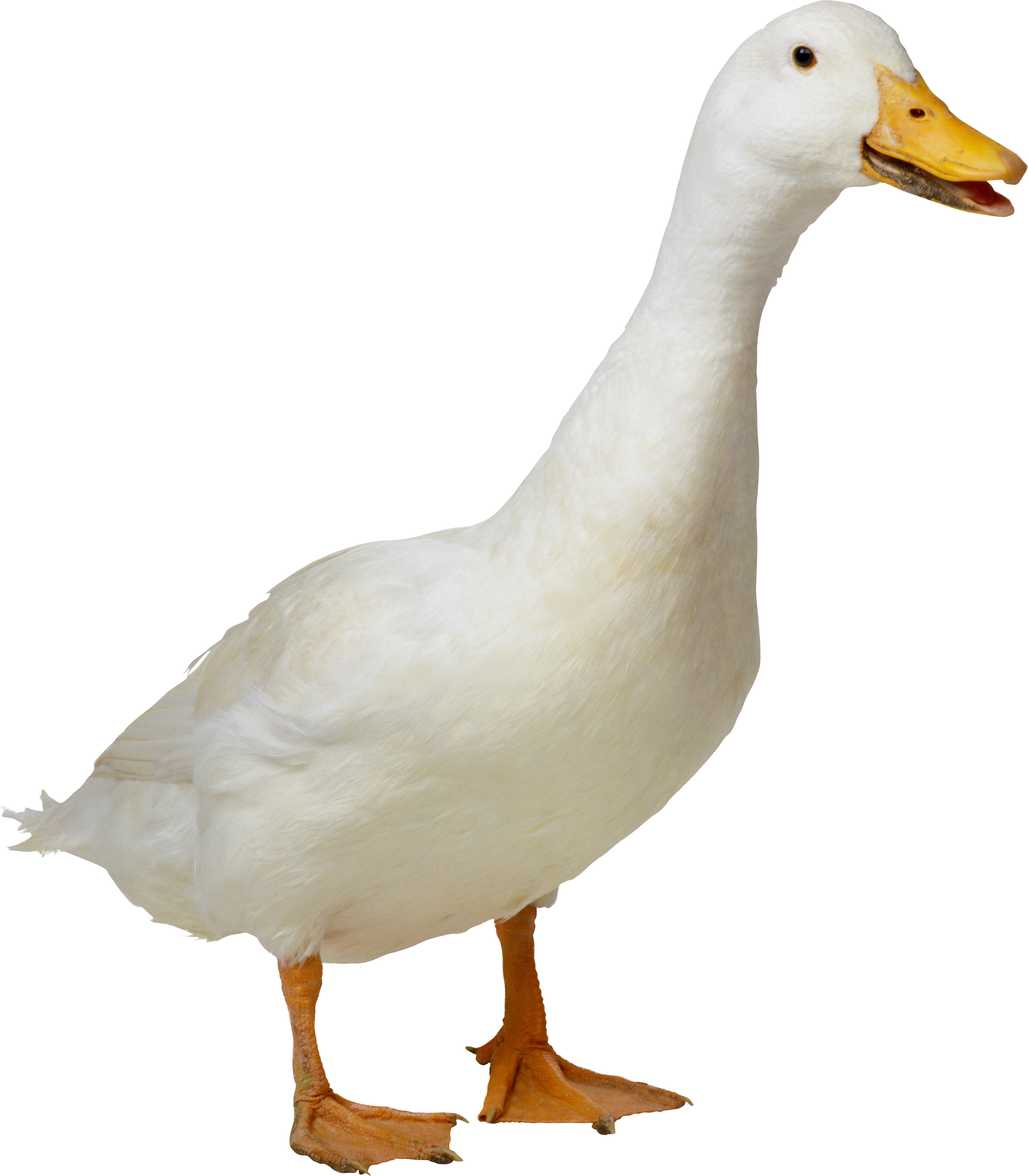 Duck #12