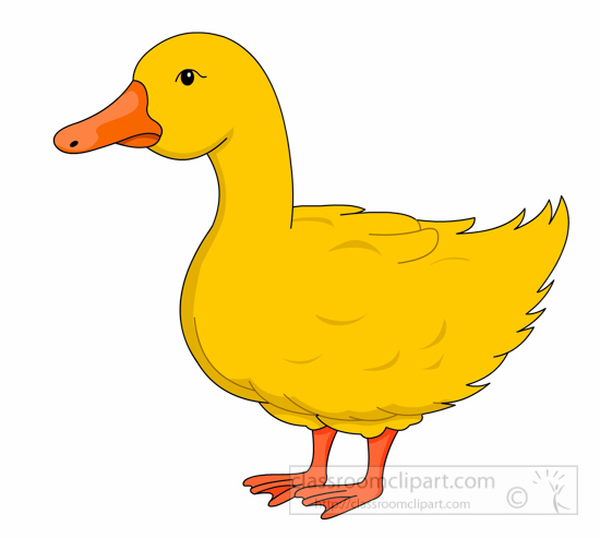 HD Quality Wallpaper | Collection: Animal, 550x493 Duck