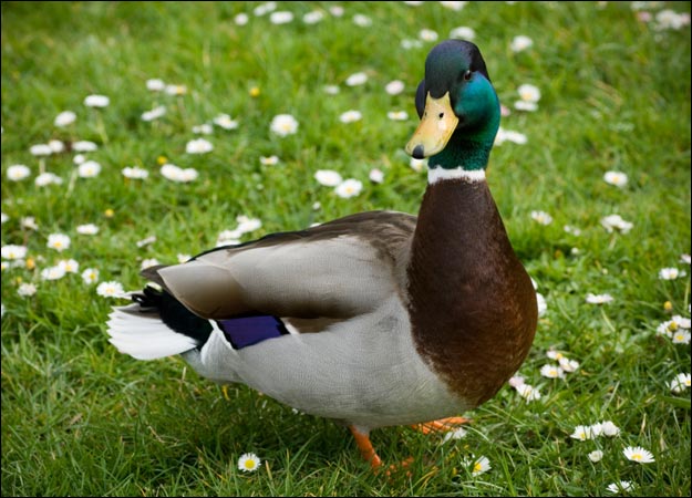 Nice wallpapers Duck 625x450px