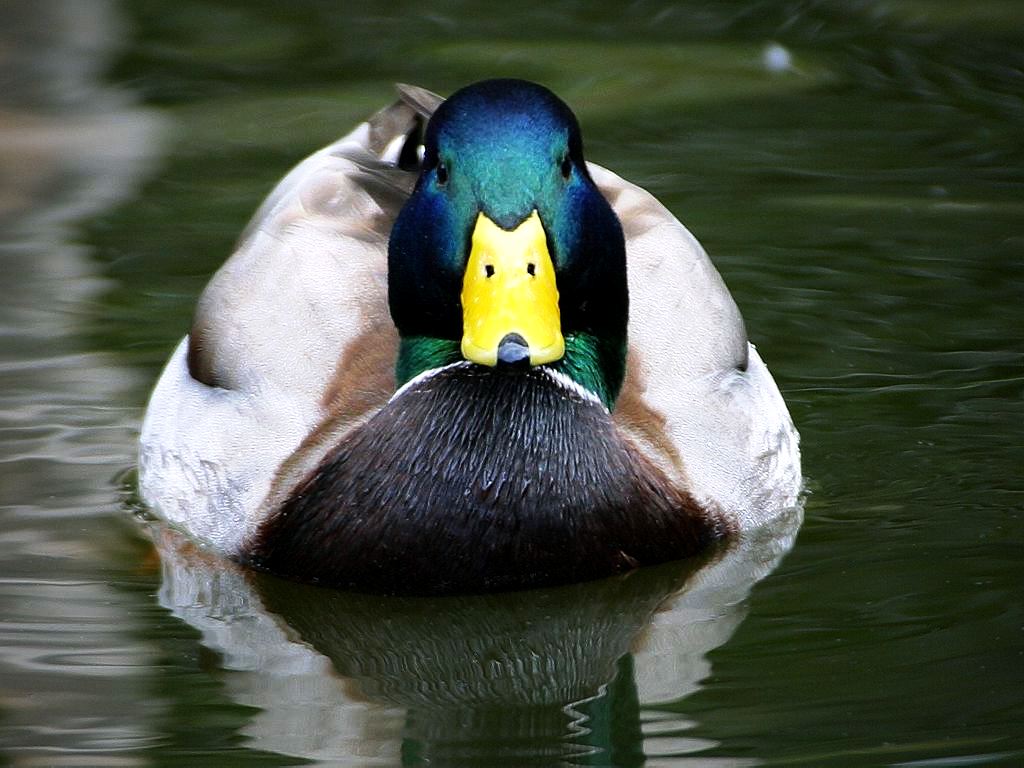 Amazing Ducks Pictures & Backgrounds