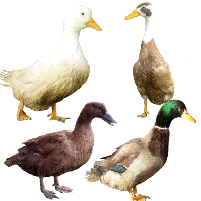 Ducks #1