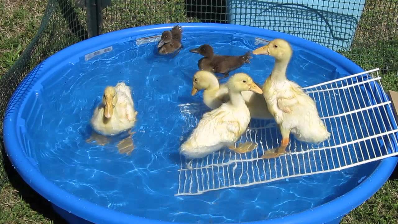 Ducks #3