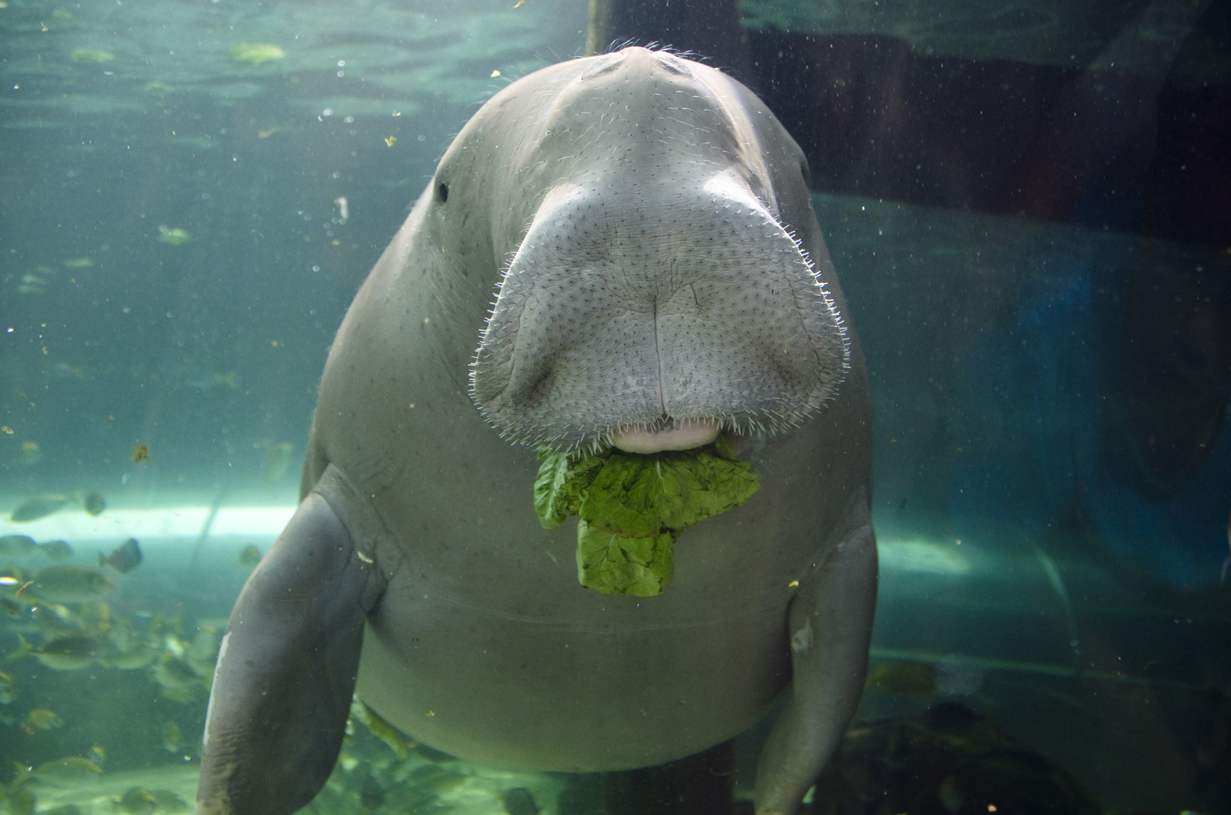HD Quality Wallpaper | Collection: Animal, 1772x1174 Dugong