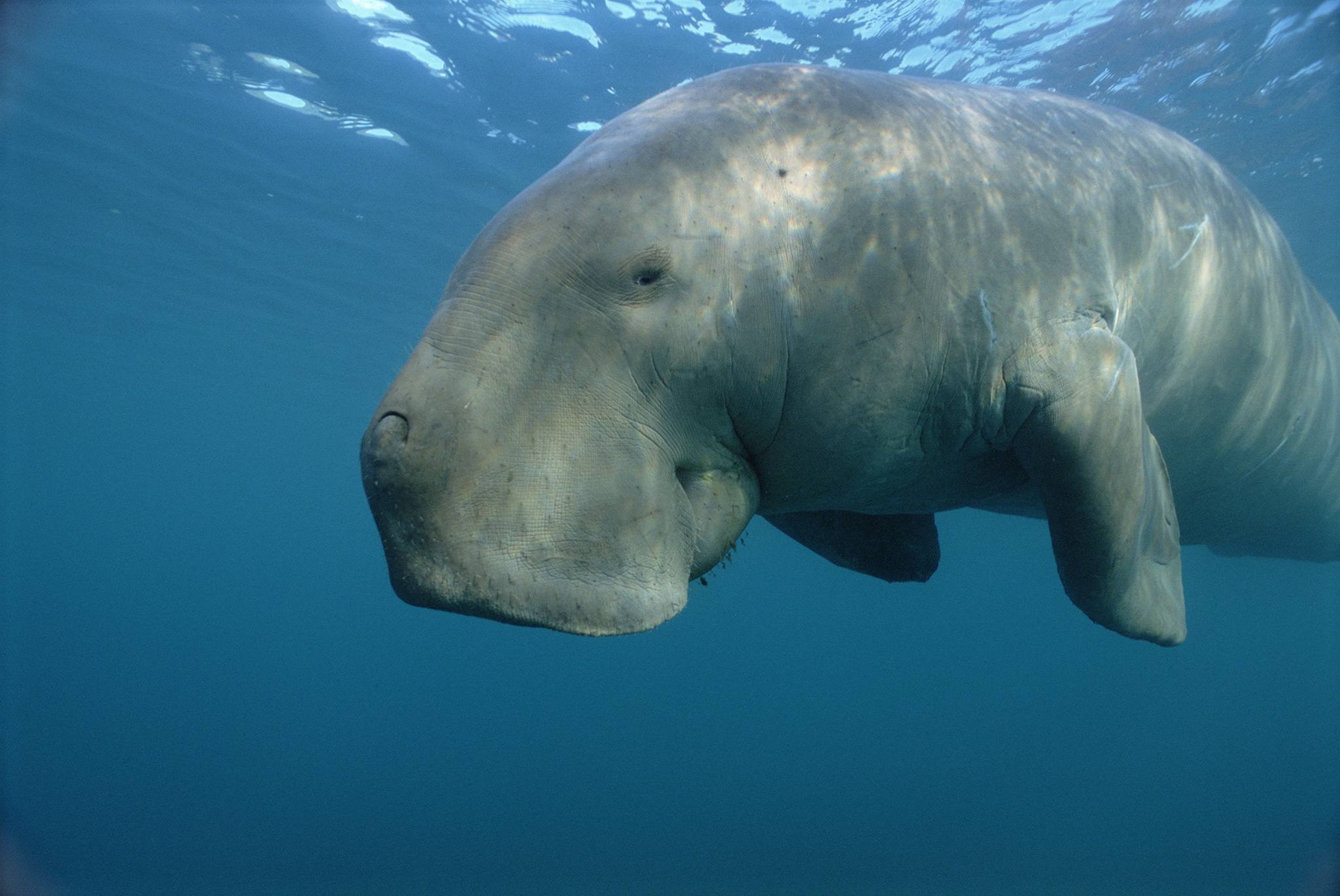 Dugong High Quality Background on Wallpapers Vista