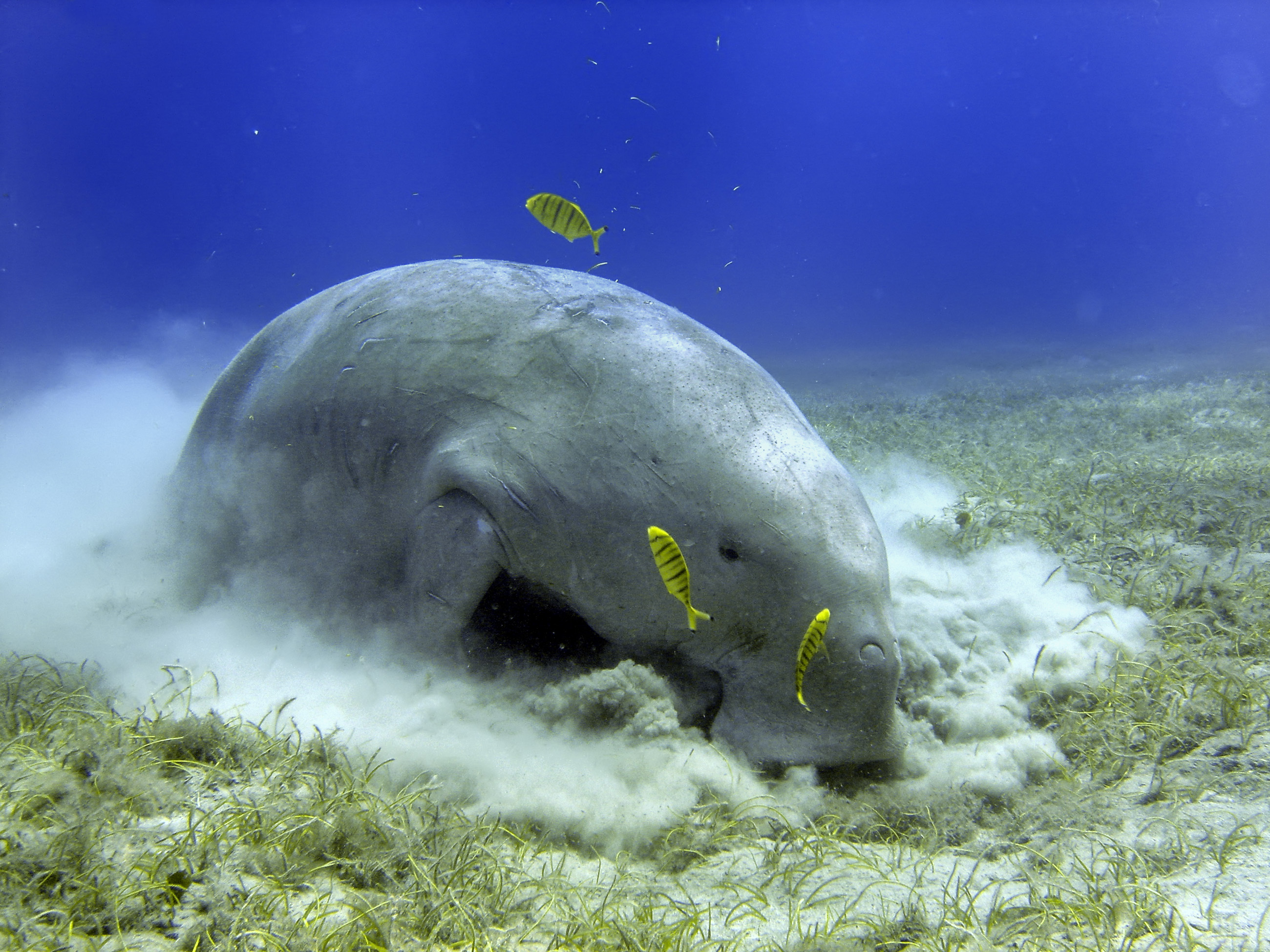 Amazing Dugong Pictures & Backgrounds