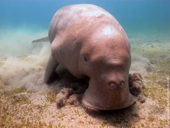 Nice wallpapers Dugong 650x488px