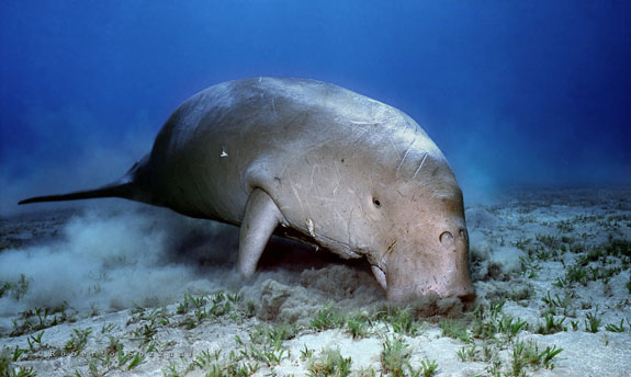 Images of Dugong | 575x344