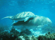 Dugong High Quality Background on Wallpapers Vista