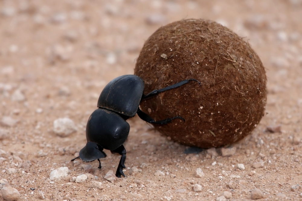 Nice Images Collection: Dung Beetle Desktop Wallpapers