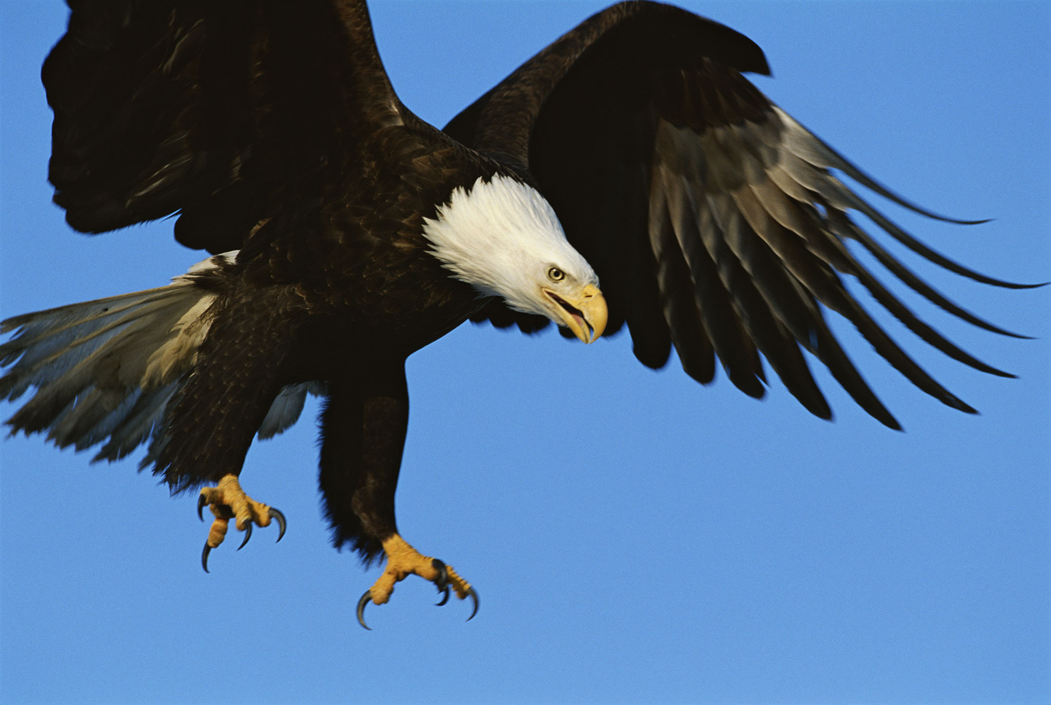 Amazing Eagle Pictures & Backgrounds