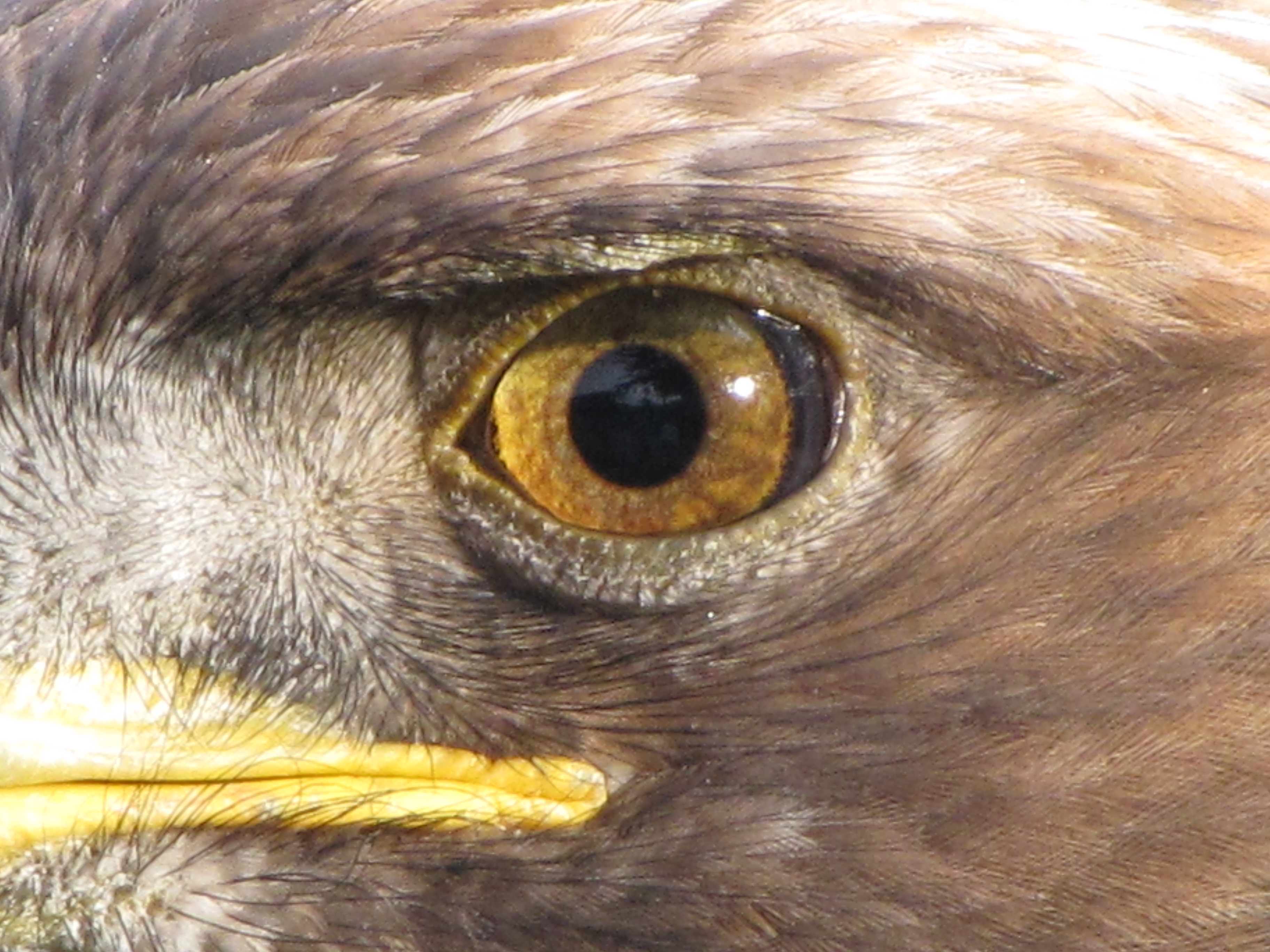 eyes of the eagle pathfinder