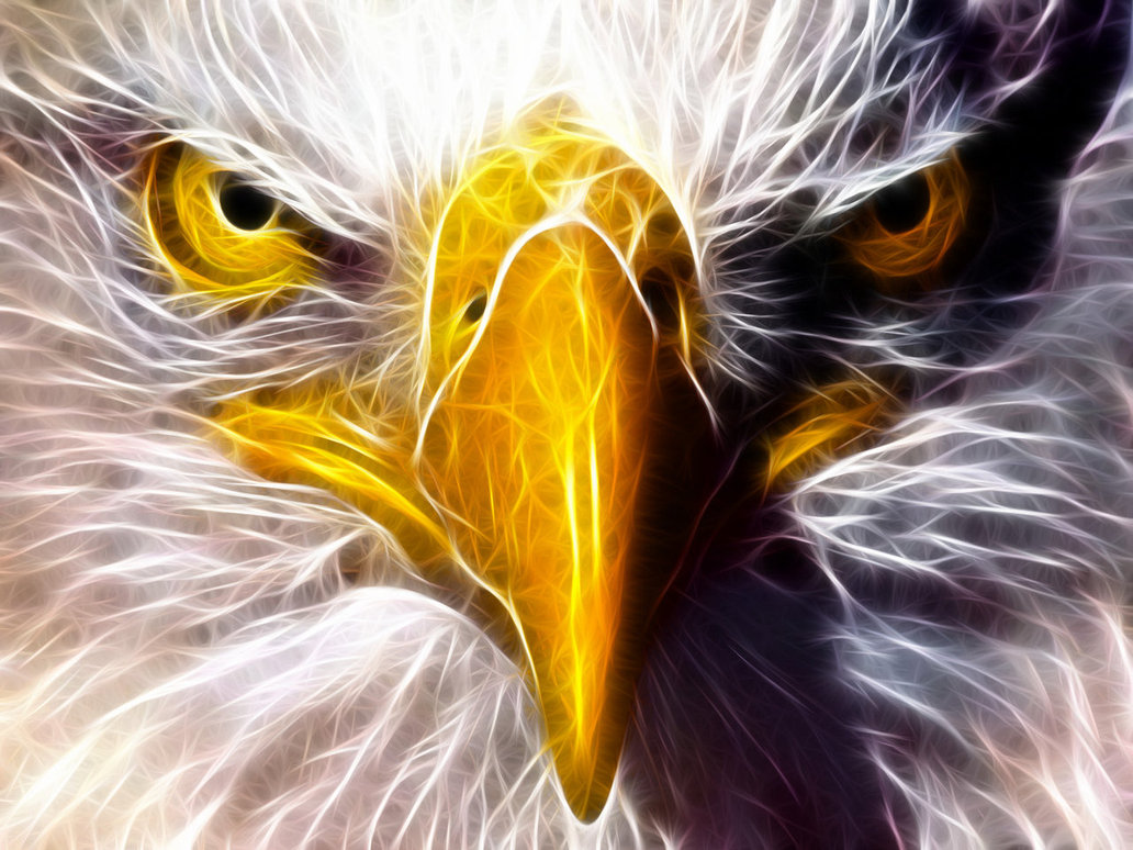 Eagle Eye Backgrounds, Compatible - PC, Mobile, Gadgets| 1032x774 px