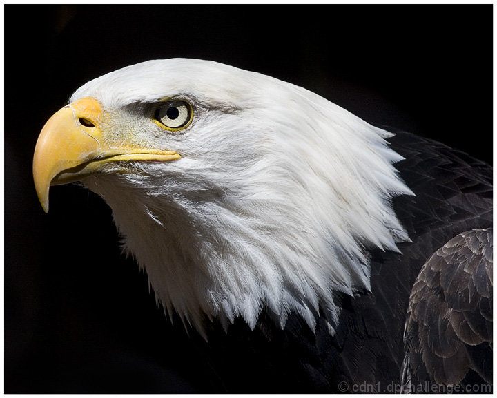 Amazing Eagle Eye Pictures & Backgrounds