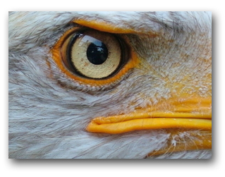 Nice Images Collection: Eagle Eye Desktop Wallpapers