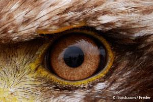 Eagle Eye #20