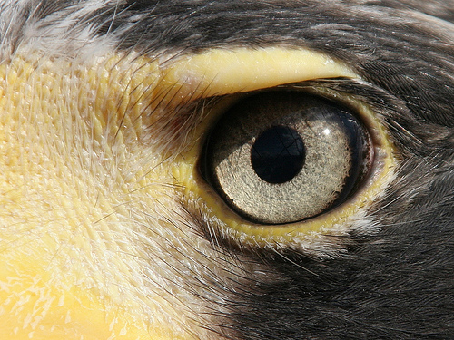 Eagle Eye High Quality Background on Wallpapers Vista