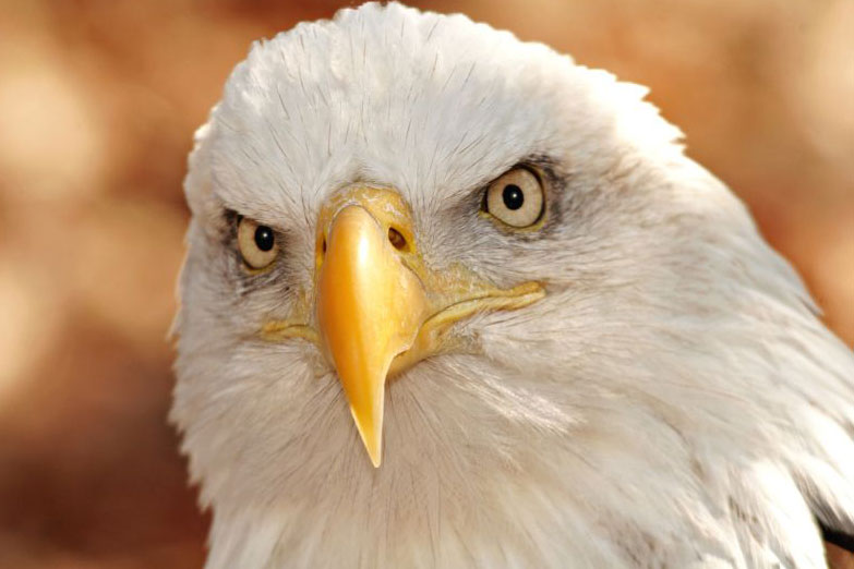 Eagle Eye Backgrounds, Compatible - PC, Mobile, Gadgets| 783x522 px