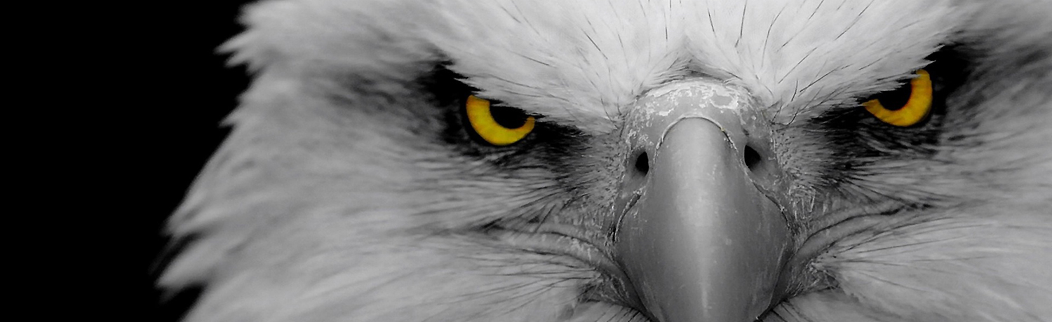 Eagle Eye #15