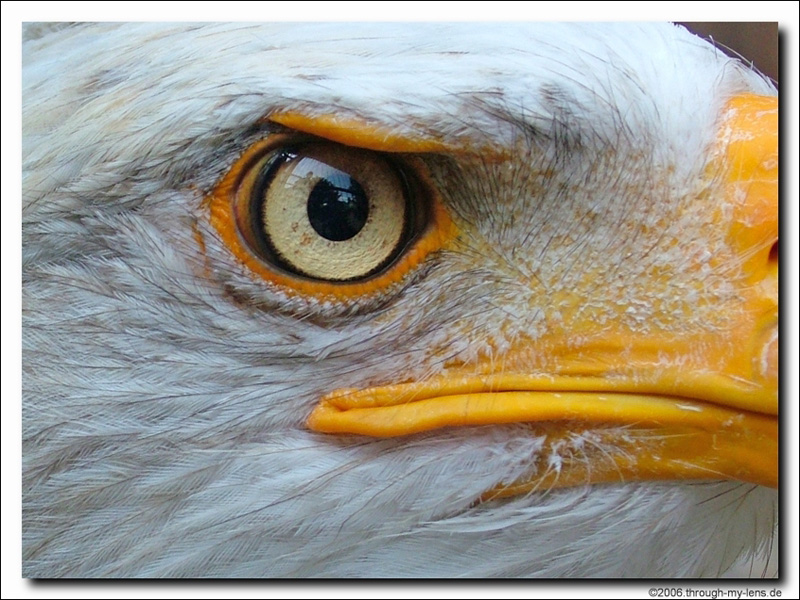 Eagle Eye #12