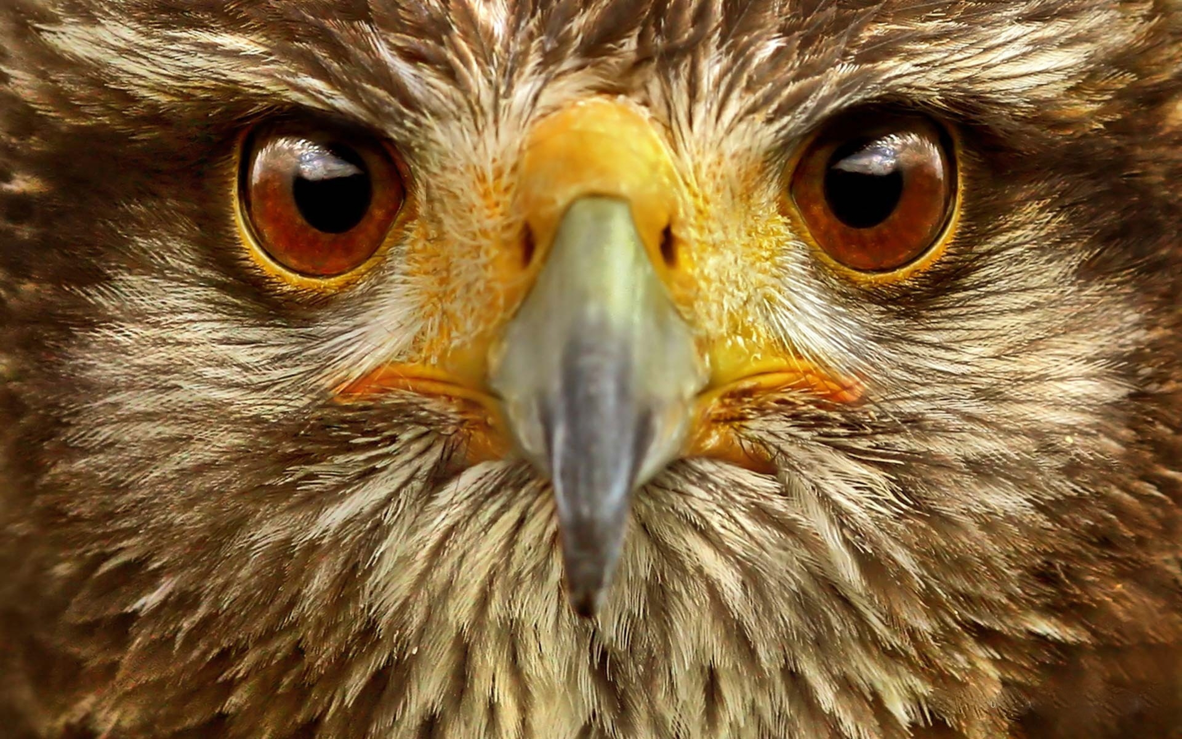 eagle eye cast