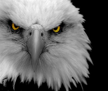 Images of Eagle Eye | 416x350
