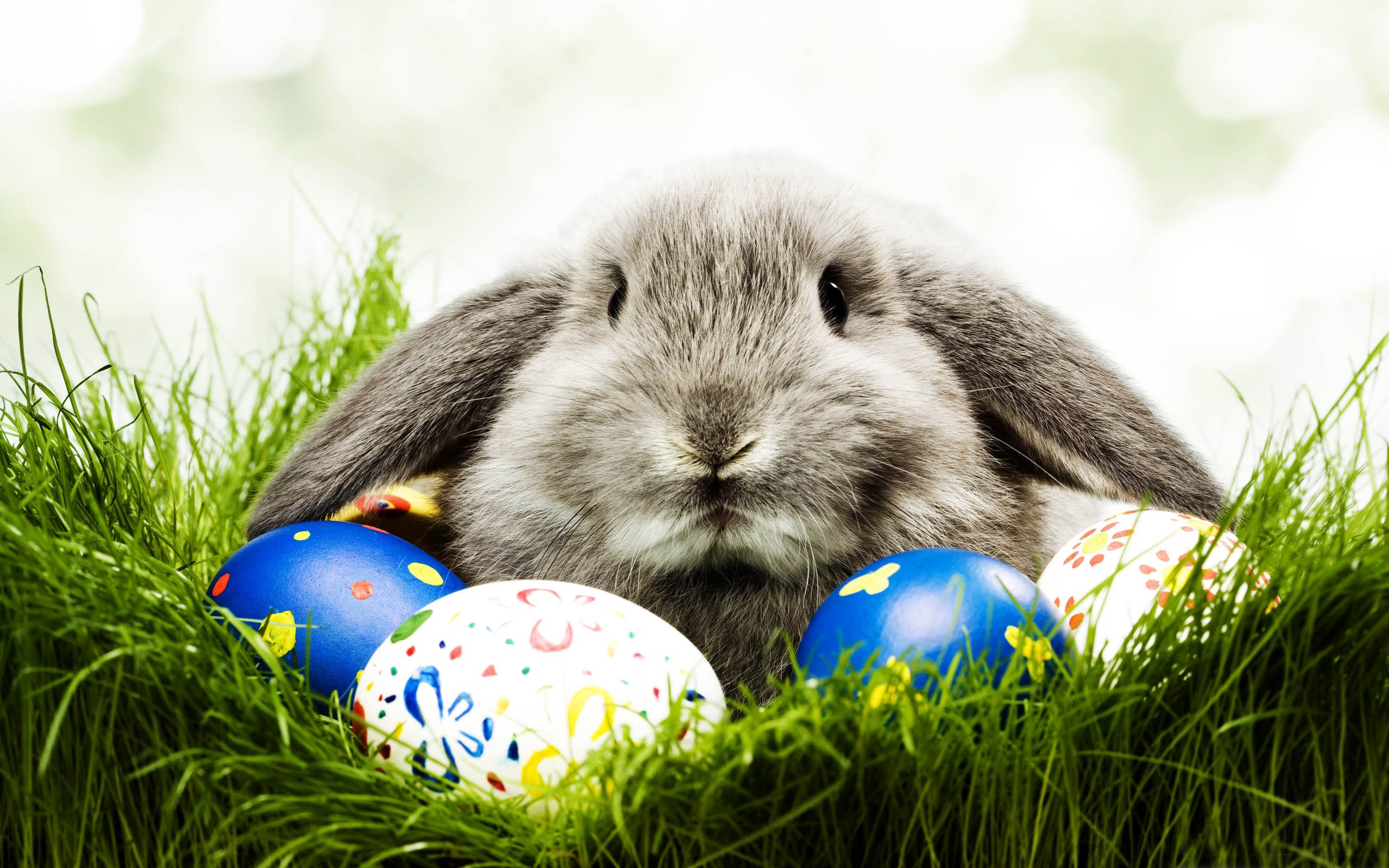 Easter Backgrounds, Compatible - PC, Mobile, Gadgets| 2560x1600 px