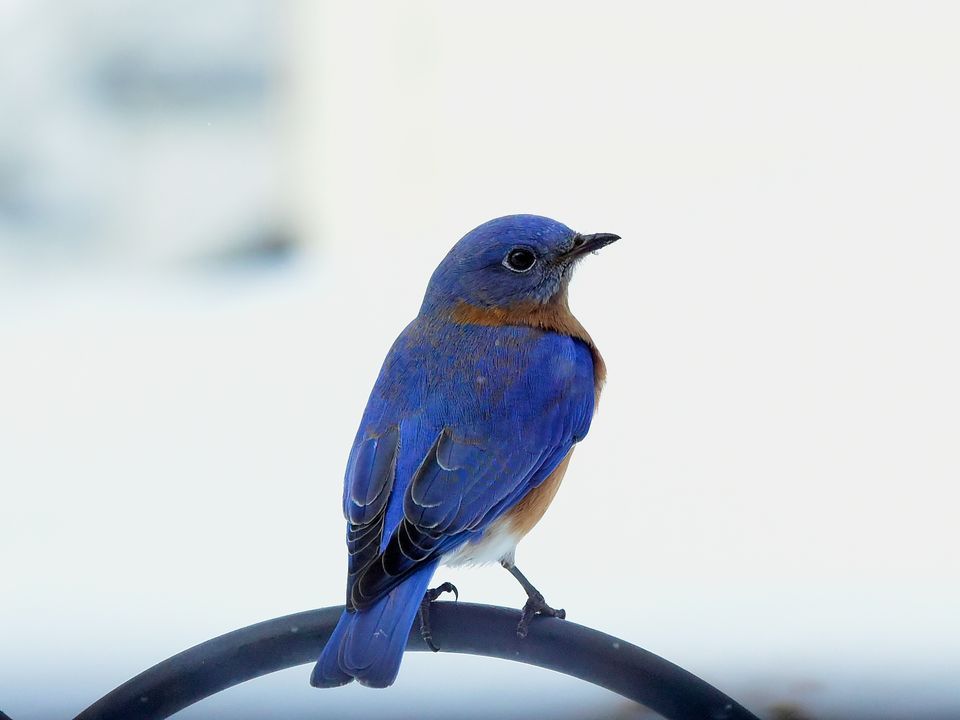 Eastern Bluebird Backgrounds, Compatible - PC, Mobile, Gadgets| 960x720 px