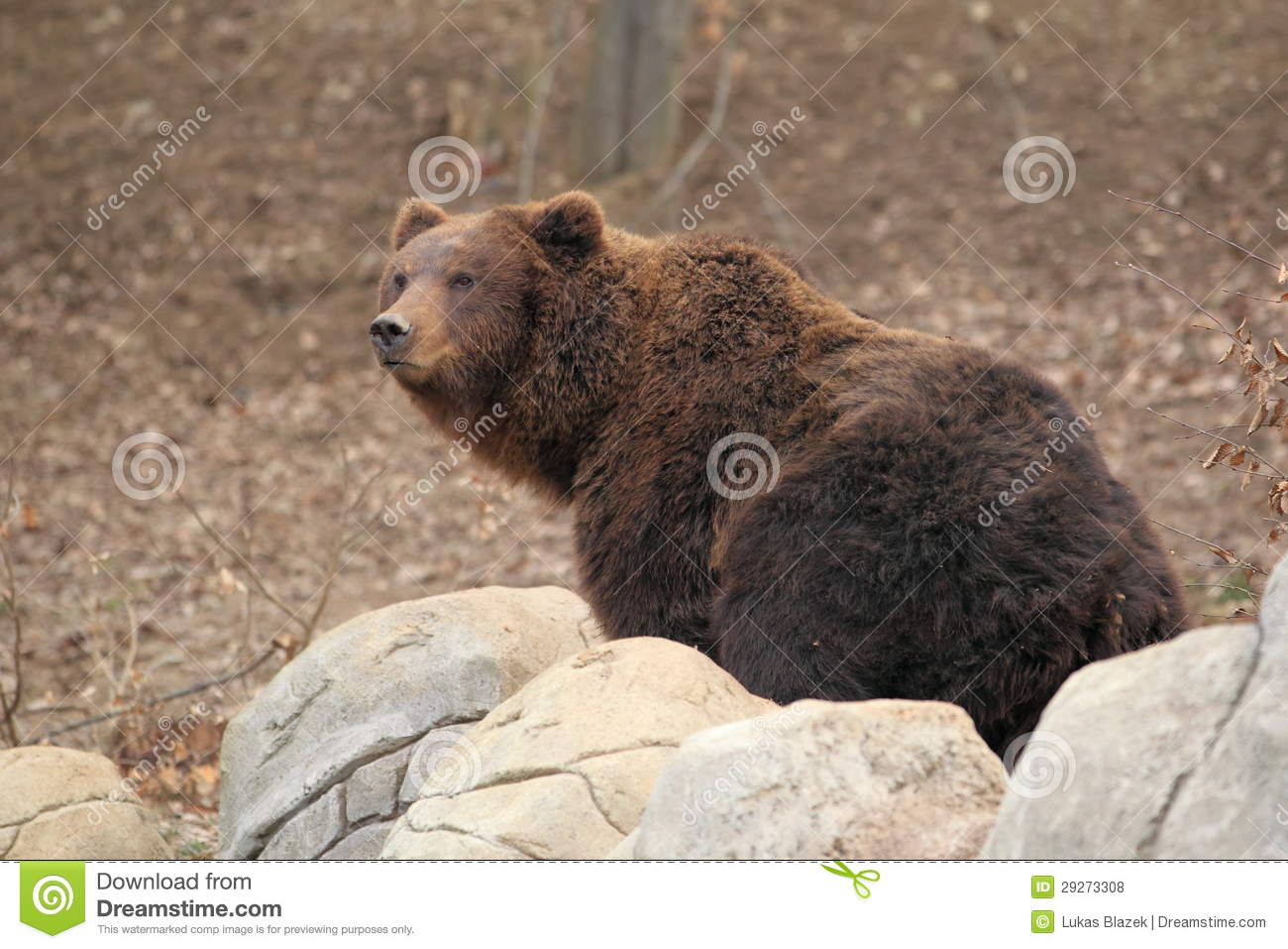 Eastern Brown Bear HD wallpapers, Desktop wallpaper - most viewed