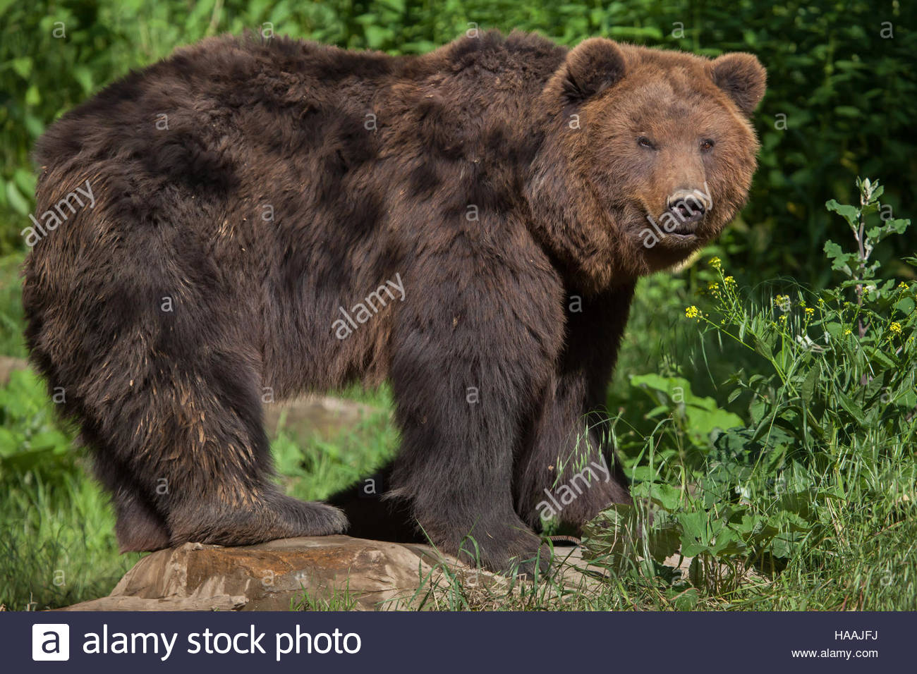Eastern Brown Bear #3