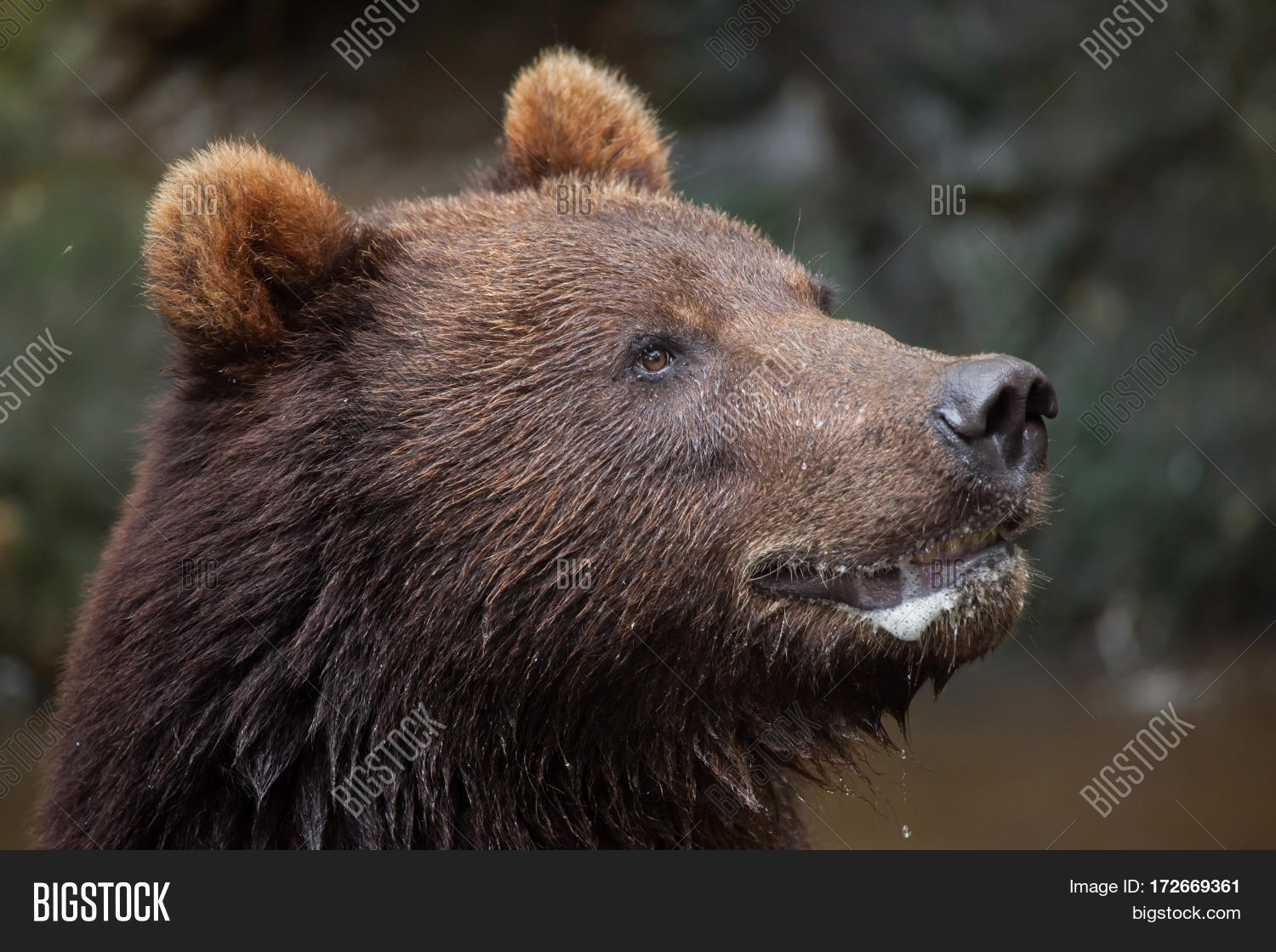 Images of Eastern Brown Bear | 1500x1120