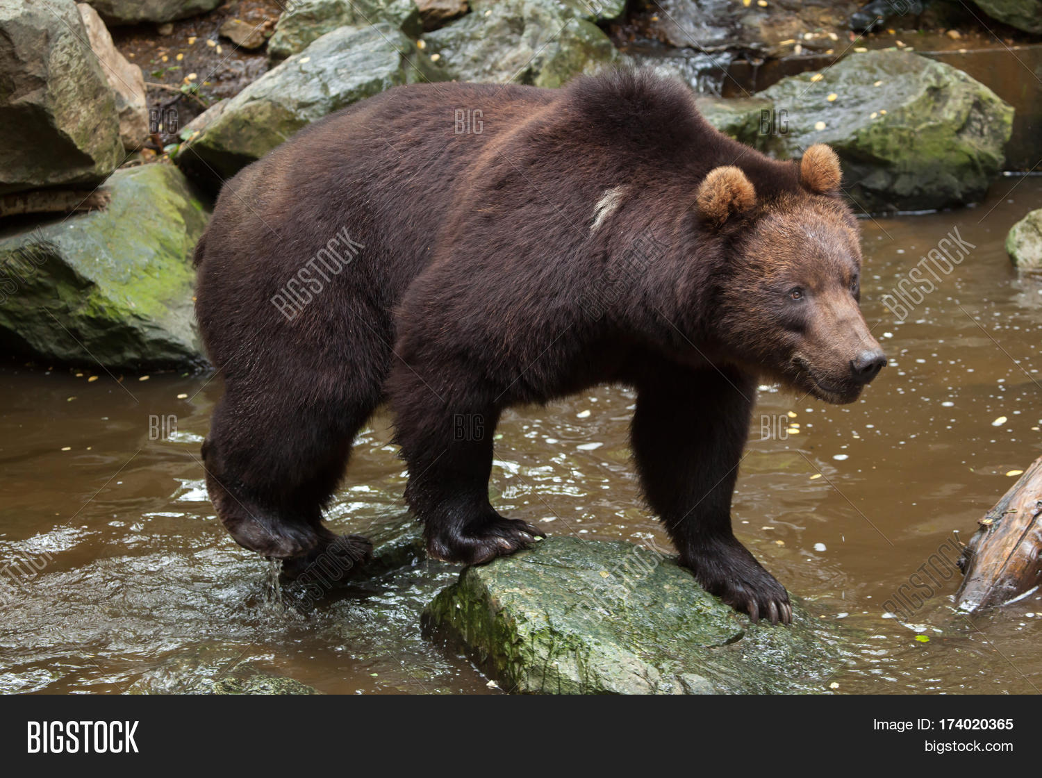 Eastern Brown Bear High Quality Background on Wallpapers Vista