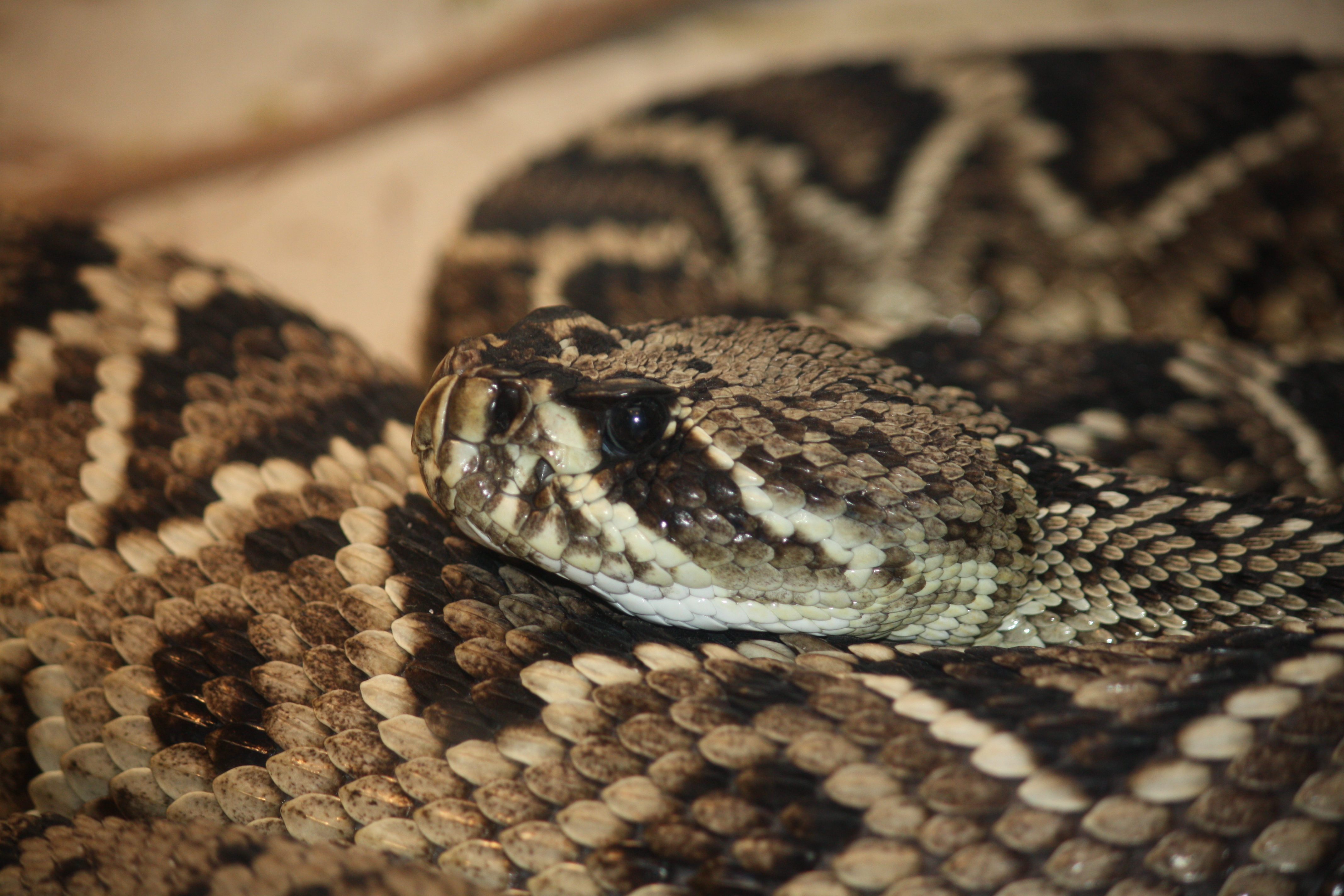 Eastern Diamondback Rattlesnake Pics, Animal Collection