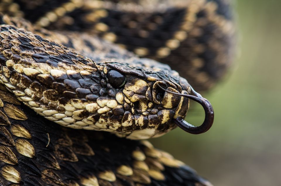 Images of Eastern Diamondback Rattlesnake | 960x635