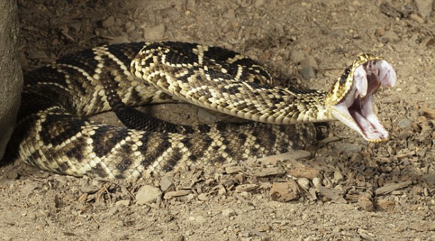Eastern Diamondback Rattlesnake #11